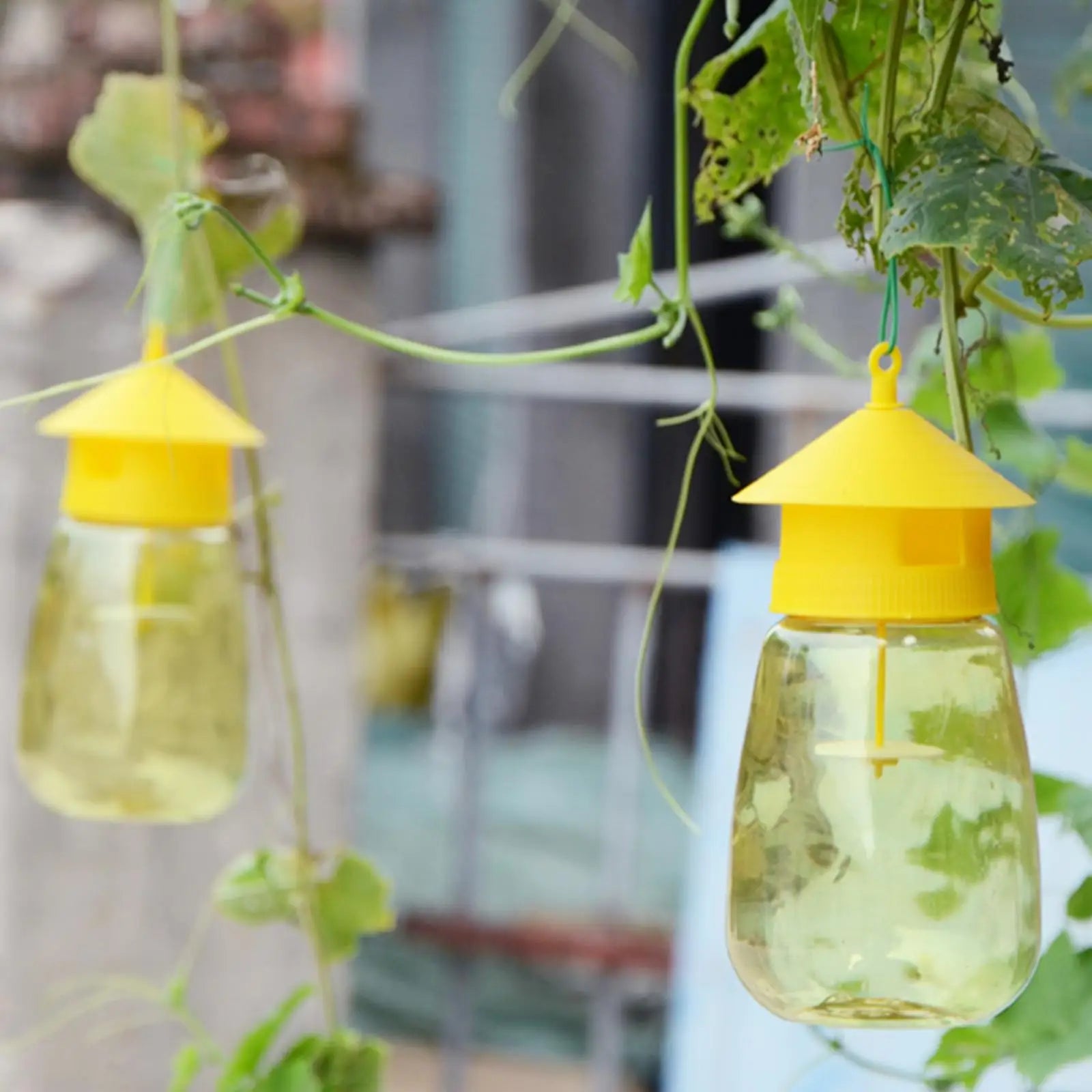 Piège à Mouches des Fruits en Plastique – Solution Naturelle et Efficace